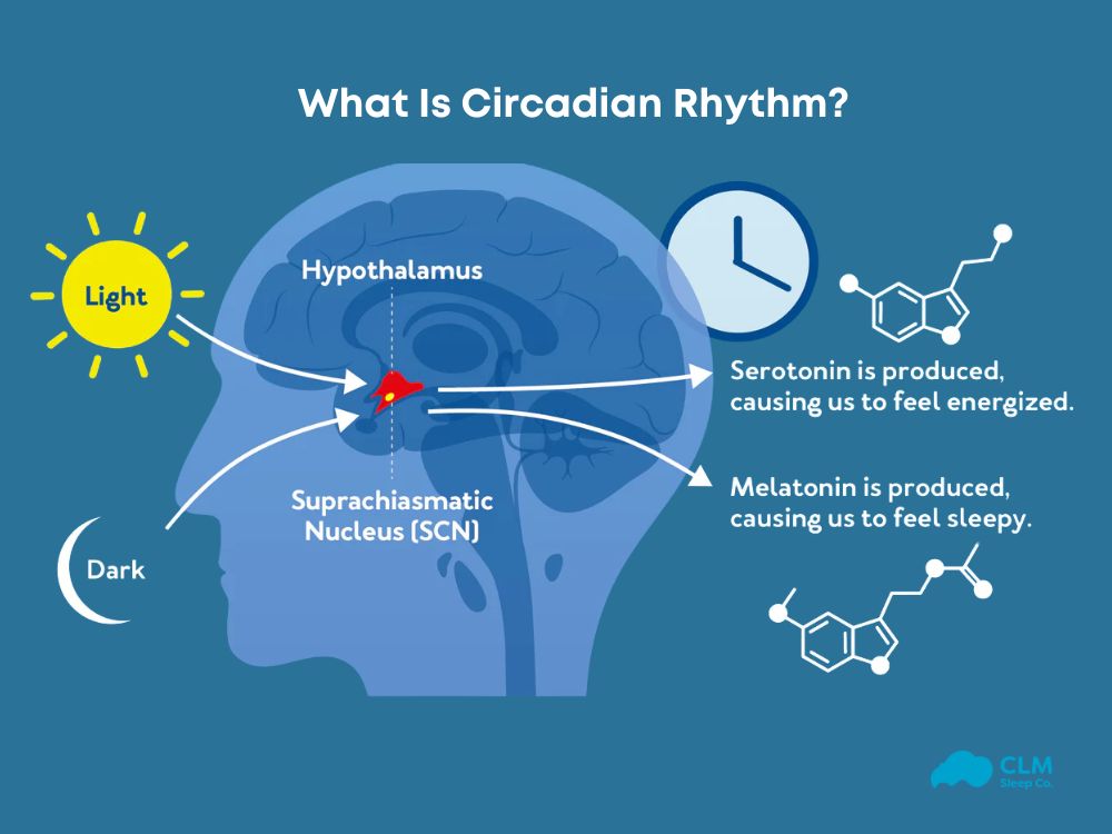 Definition of circadian rhythm