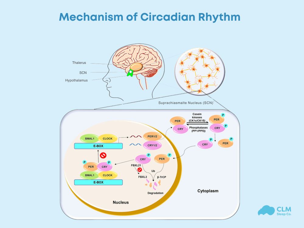 Mechanism of circadian rhythm
