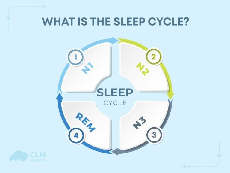 What is the sleep cycle?