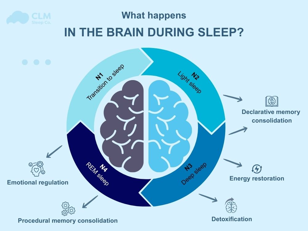 sleep and brain function